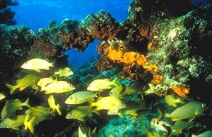 The Lower Keys' Looe Key Reef is acclaimed as one of the most spectacular shallow-water undersea environs, and location of the annual Underwater Music Festival, promoting reef preservation. Image by Bill Keogh