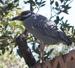 "YC," a yellow-crowned night heron, has returned to the Wild Bird Center each winter for 12 years in a row since his rehabilitation here.