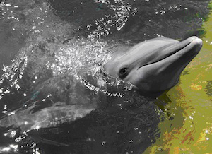 Dolphin encounters are at the top of many Keys visitors’ “must-do” lists, so a $3 per person saving on entry at the world-renowned Dolphin Research Center should come in very handy.