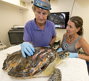 Dentist Fixes Turtle's Fractured Shell With Denture Repair Adhesive at ...