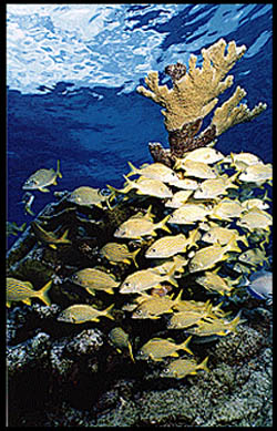 ELKHORN CORAL by Donna McLaughlin
Fish framed against Elkhorn Coral on Molasses Reef.