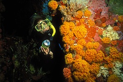 Reef locations such as Molasses Reef and Elbow Reef are marked by their excellent visibility and exquisite colors. 