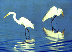 Along with the Great White Heron Refuge, KWNWR represents the last of the offshore islands in the lower Florida Keys available as critical nesting, roosting, wading and loafing habitat to over 250 avian species — particularly wading birds. (Photo courtesy of Key West National Wildlife Refuge)