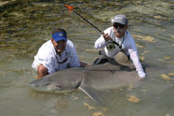 Capt. Mike Delph, left, Key West, Fla., and Dr. Martin Arostegui, right, of Coral Gables, Fla., hold a 385-pound lemon shark before releasing it back in Florida Bay waters. The IGFA certified the catch as a world record, Tuesday, May 16, 2006 saying it is also the largest documented fish caught on fly tackle.