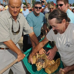 Johnny, (a sub adult Loggerhead Sea Turtle that was rehabilitated after a vicious machete attack) was given a celebrity send. Jack Hanna, host of “Jack Hanna’s Animal Adventure” TV show, participated in the release along with his film crew.